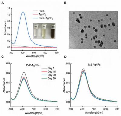 Serum protein coating enhances the antisepsis efficacy of silver nanoparticles against multidrug-resistant Escherichia coli infections in mice